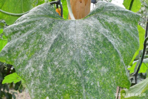 南瓜葉子上有白色黴斑是什麼問題？