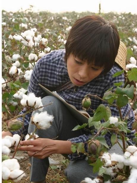 棉花儿盛开